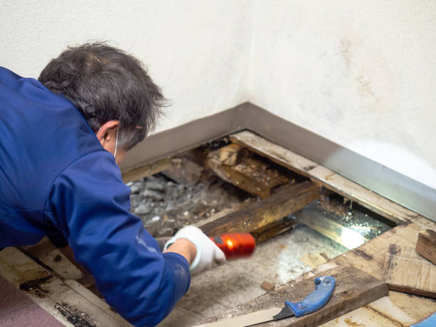 Best Mold Damage Repair  in Albany, TX