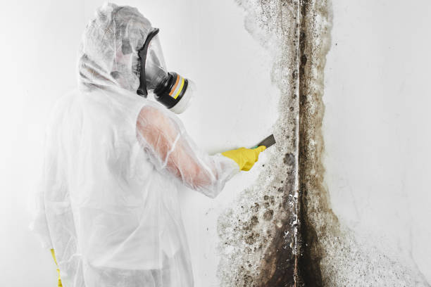 Best Local Mold Removal Service  in Albany, TX