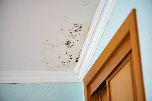 Best Residential Mold Removal  in Albany, TX