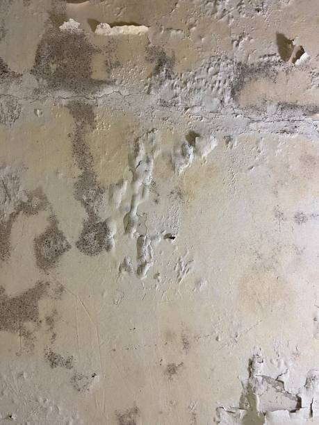 Mold Removal Process in Albany, TX