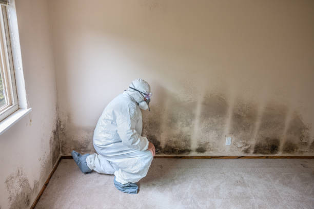 Best Certified Mold Removal  in Albany, TX