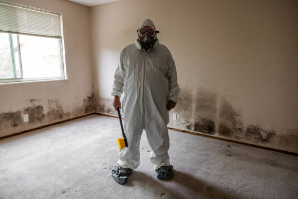 Best Affordable Mold Removal  in Albany, TX