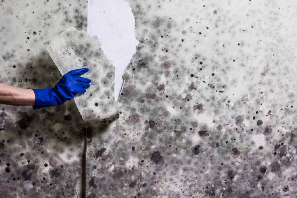 Best Mold Cleaning Services  in Albany, TX