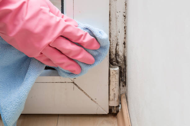 Best Mold Removal Process  in Albany, TX