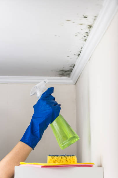 Best Commercial Mold Removal  in Albany, TX